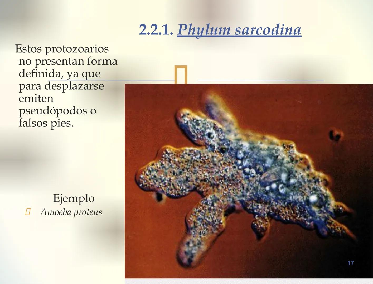 1S
TRIMESTRE III
TAXONOMÍA I
Hongos
Plantas
Algas verdes
Animales
Mastigóforos
Algas
pardas
Algas
rojas
Dinoflagelados
Euglenoides
Rízópodos