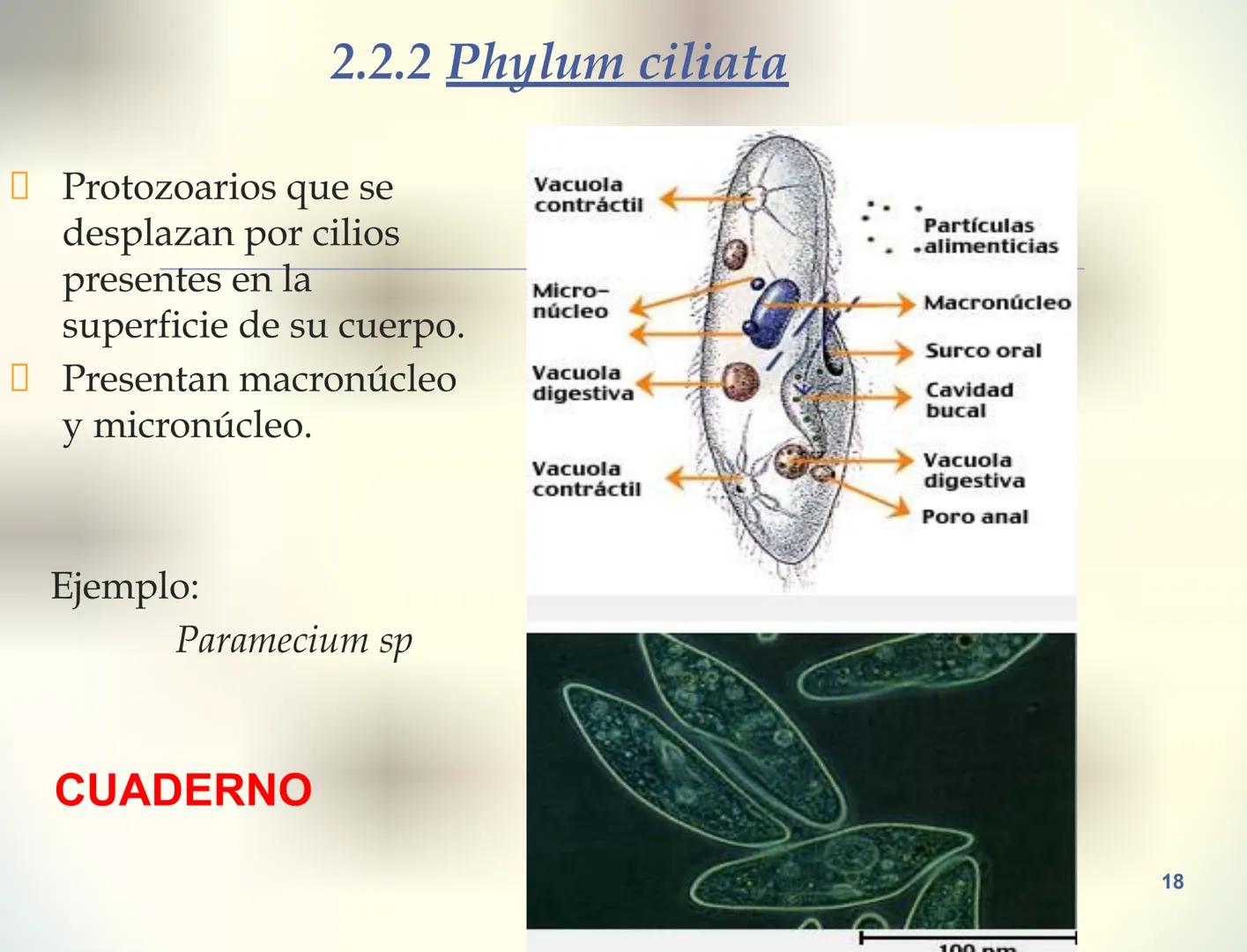 1S
TRIMESTRE III
TAXONOMÍA I
Hongos
Plantas
Algas verdes
Animales
Mastigóforos
Algas
pardas
Algas
rojas
Dinoflagelados
Euglenoides
Rízópodos