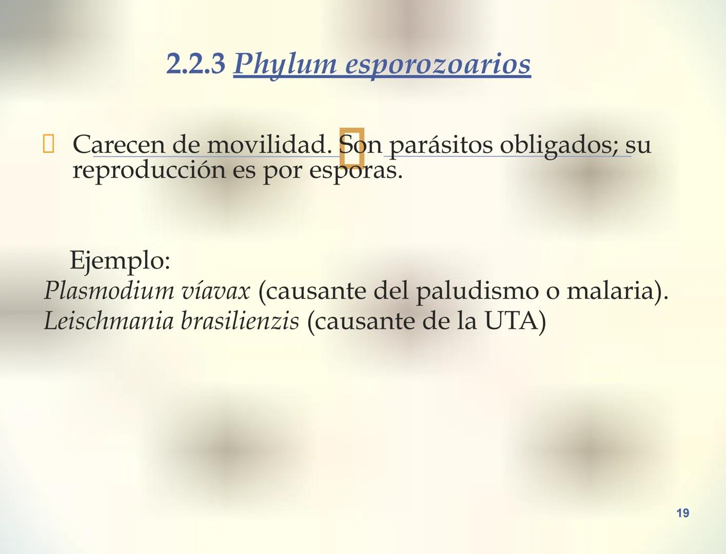 1S
TRIMESTRE III
TAXONOMÍA I
Hongos
Plantas
Algas verdes
Animales
Mastigóforos
Algas
pardas
Algas
rojas
Dinoflagelados
Euglenoides
Rízópodos