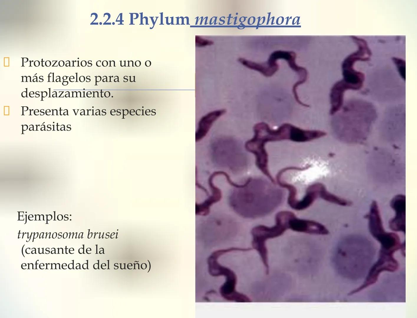1S
TRIMESTRE III
TAXONOMÍA I
Hongos
Plantas
Algas verdes
Animales
Mastigóforos
Algas
pardas
Algas
rojas
Dinoflagelados
Euglenoides
Rízópodos
