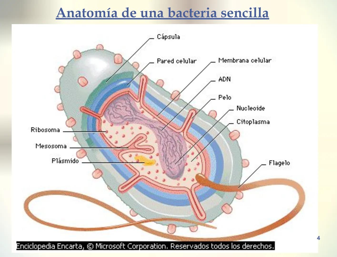 1S
TRIMESTRE III
TAXONOMÍA I
Hongos
Plantas
Algas verdes
Animales
Mastigóforos
Algas
pardas
Algas
rojas
Dinoflagelados
Euglenoides
Rízópodos