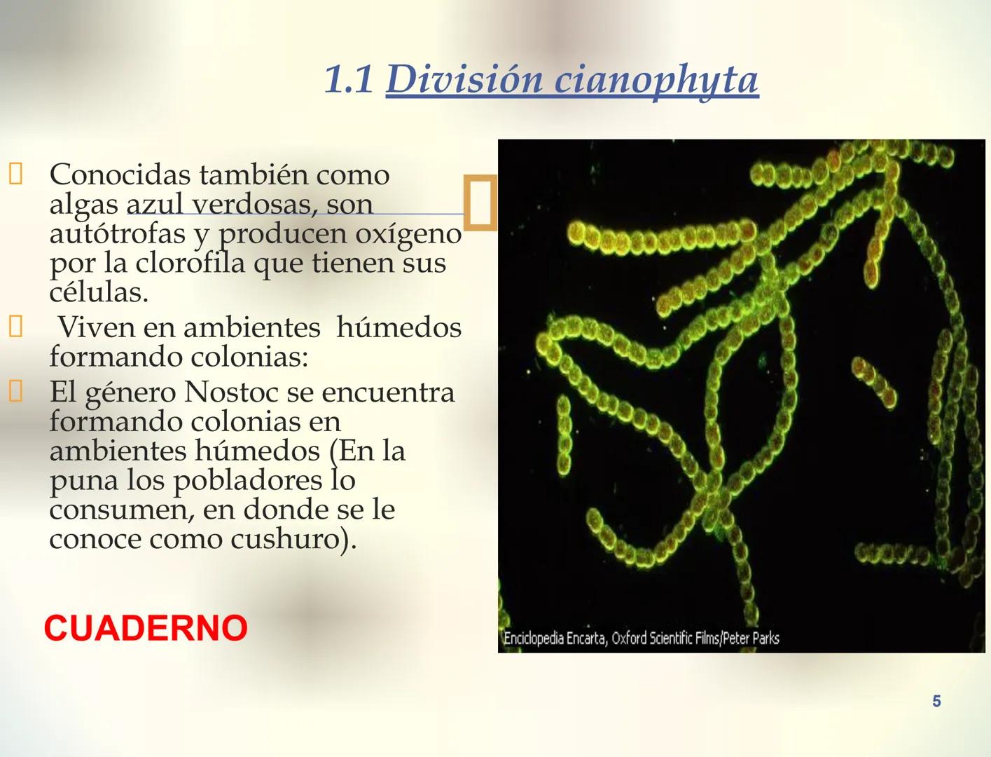 1S
TRIMESTRE III
TAXONOMÍA I
Hongos
Plantas
Algas verdes
Animales
Mastigóforos
Algas
pardas
Algas
rojas
Dinoflagelados
Euglenoides
Rízópodos