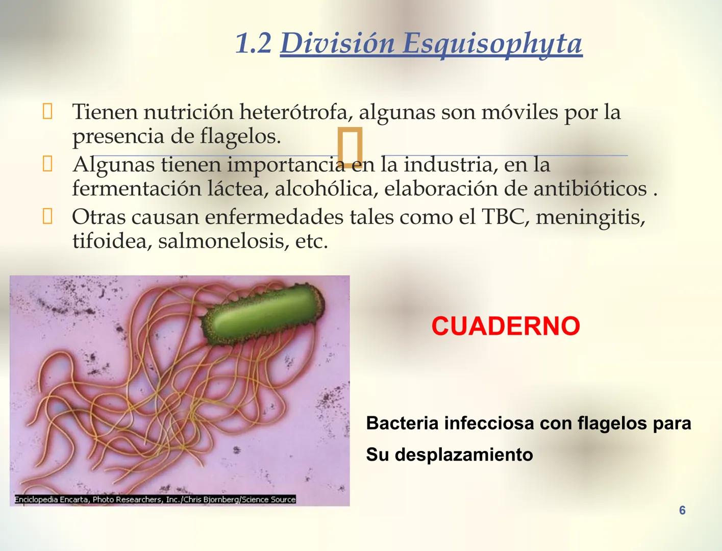 1S
TRIMESTRE III
TAXONOMÍA I
Hongos
Plantas
Algas verdes
Animales
Mastigóforos
Algas
pardas
Algas
rojas
Dinoflagelados
Euglenoides
Rízópodos