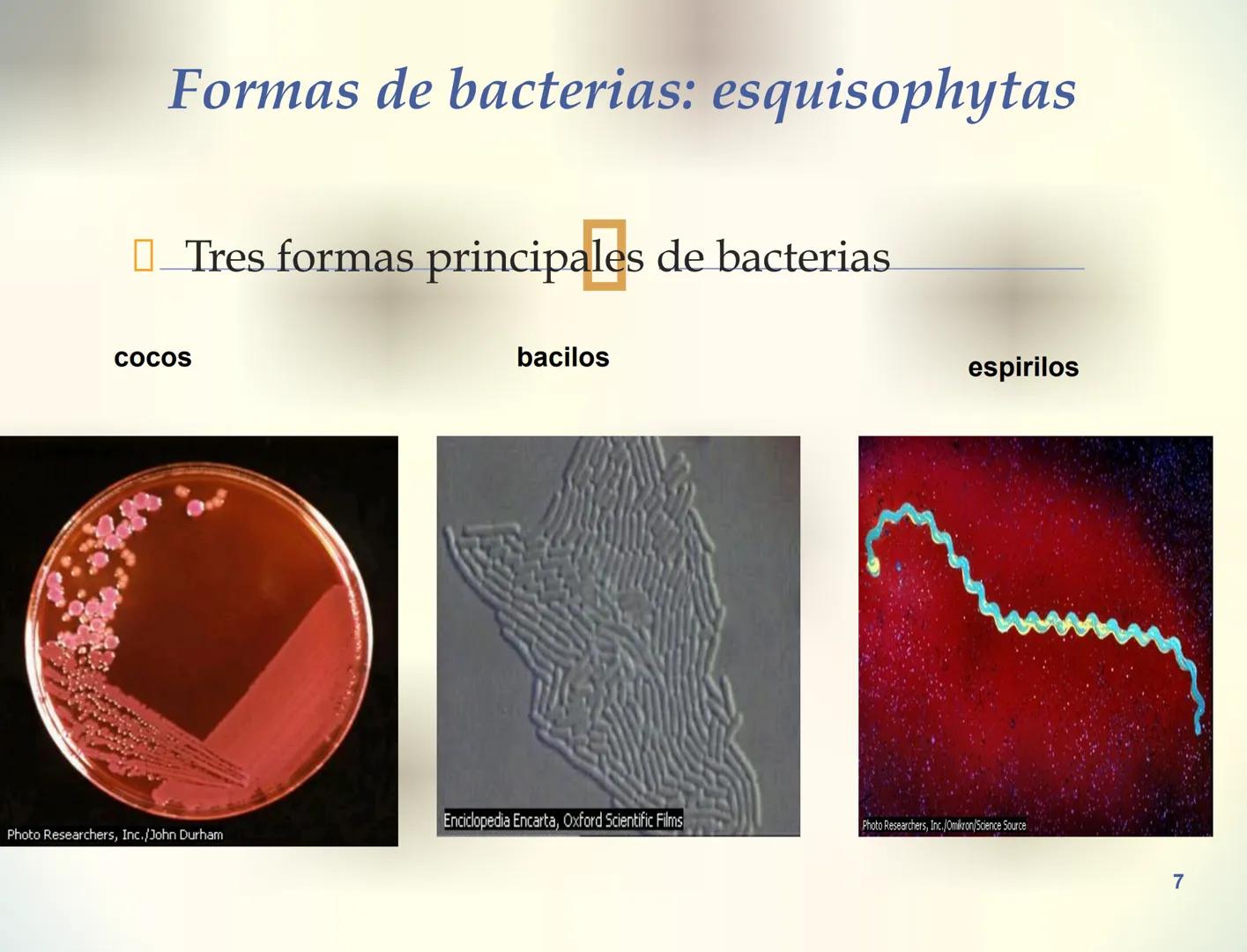1S
TRIMESTRE III
TAXONOMÍA I
Hongos
Plantas
Algas verdes
Animales
Mastigóforos
Algas
pardas
Algas
rojas
Dinoflagelados
Euglenoides
Rízópodos