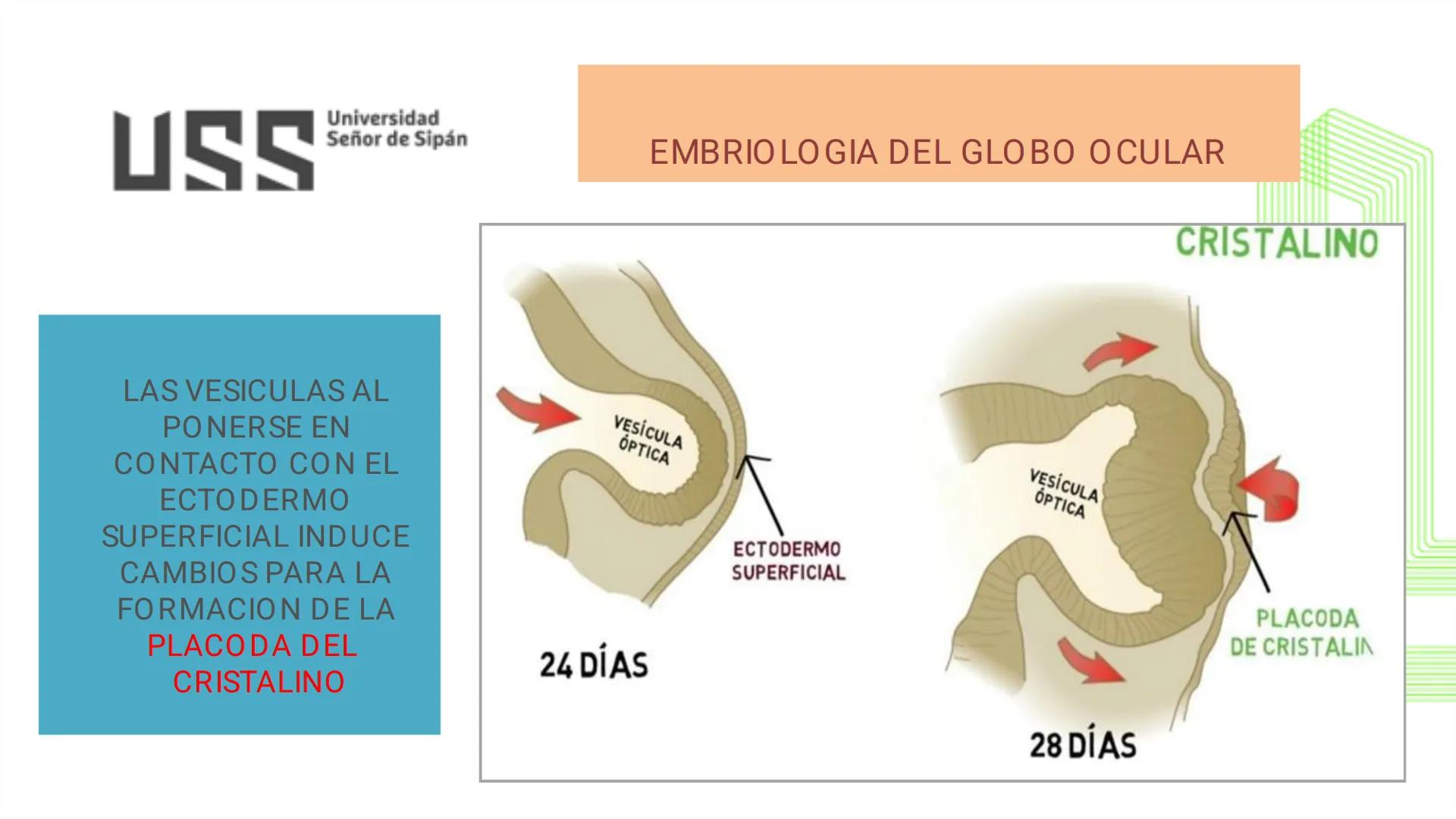 TRANSFORMA TU MUNDO EN
LA U MÁS TOP DE LA REGIÓN. @ussipan
USS
Universidad
Señor de Sipán クク
Universidad
Señor de Sipán
TEMA N° 08
EMBRIO