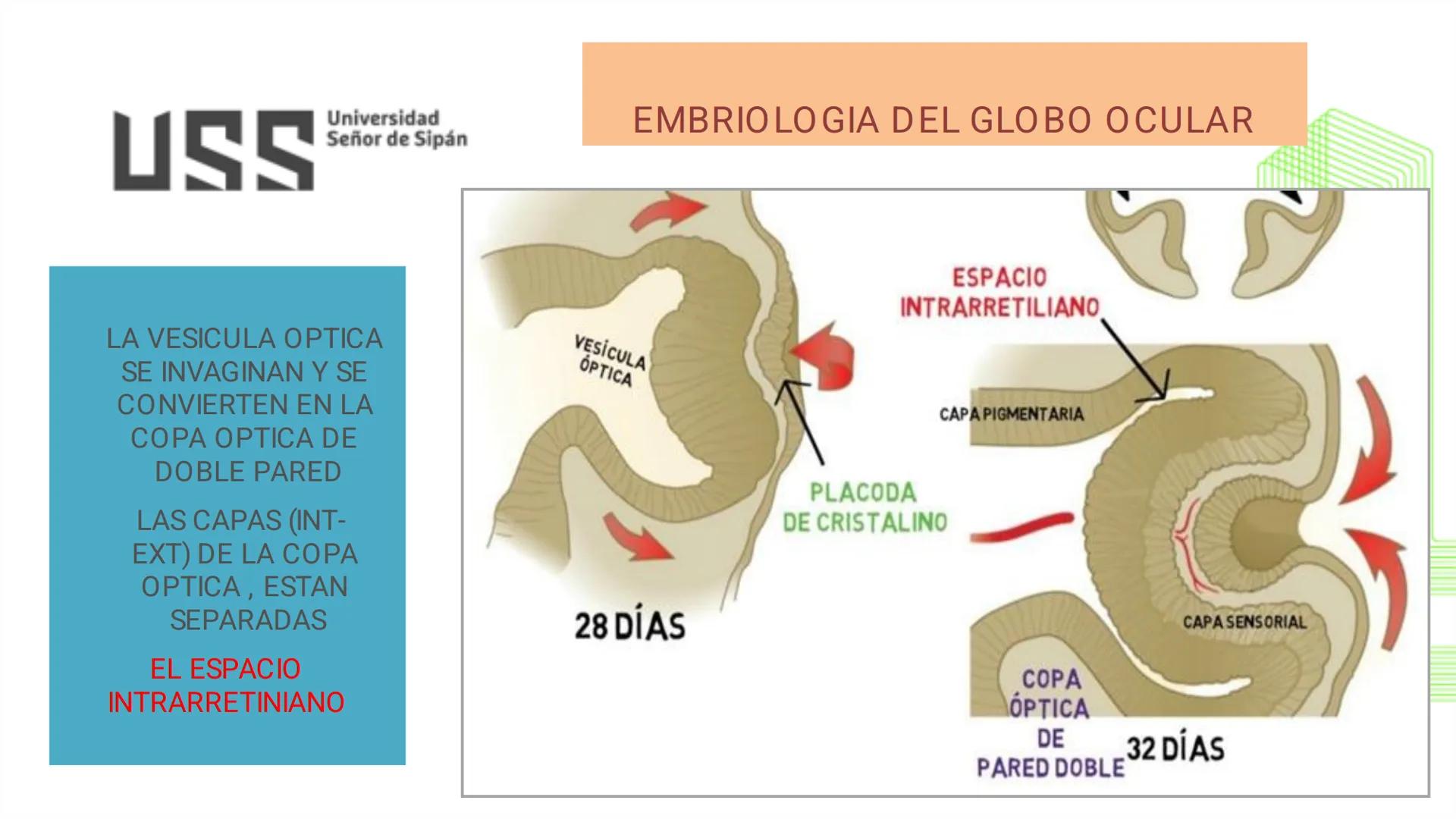 TRANSFORMA TU MUNDO EN
LA U MÁS TOP DE LA REGIÓN. @ussipan
USS
Universidad
Señor de Sipán クク
Universidad
Señor de Sipán
TEMA N° 08
EMBRIO