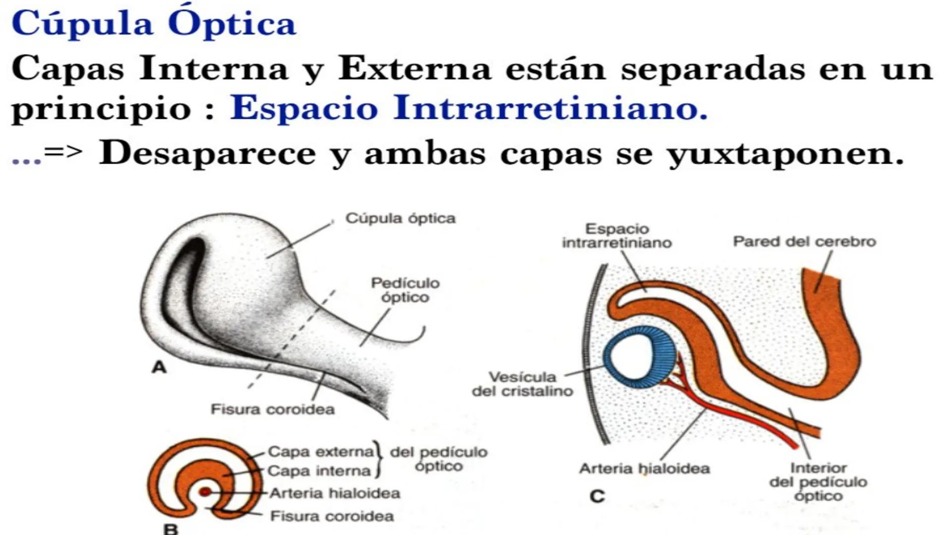 TRANSFORMA TU MUNDO EN
LA U MÁS TOP DE LA REGIÓN. @ussipan
USS
Universidad
Señor de Sipán クク
Universidad
Señor de Sipán
TEMA N° 08
EMBRIO