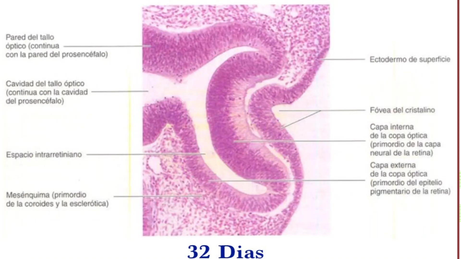 TRANSFORMA TU MUNDO EN
LA U MÁS TOP DE LA REGIÓN. @ussipan
USS
Universidad
Señor de Sipán クク
Universidad
Señor de Sipán
TEMA N° 08
EMBRIO