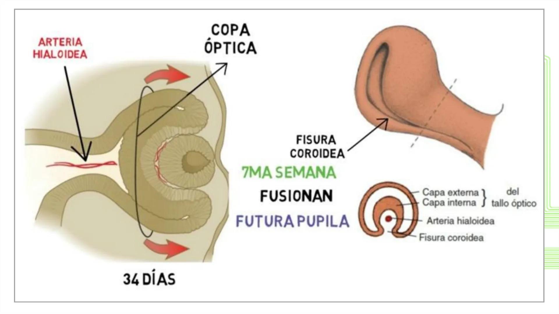 TRANSFORMA TU MUNDO EN
LA U MÁS TOP DE LA REGIÓN. @ussipan
USS
Universidad
Señor de Sipán クク
Universidad
Señor de Sipán
TEMA N° 08
EMBRIO
