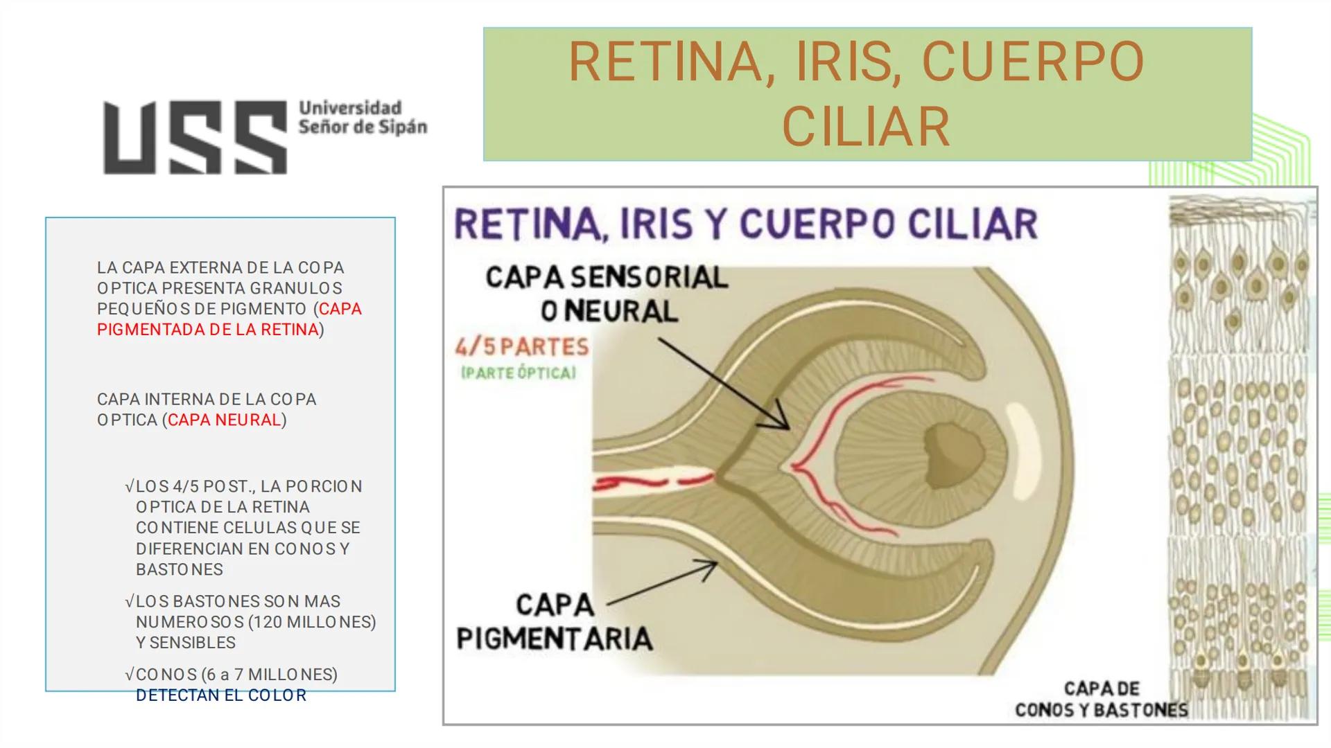 TRANSFORMA TU MUNDO EN
LA U MÁS TOP DE LA REGIÓN. @ussipan
USS
Universidad
Señor de Sipán クク
Universidad
Señor de Sipán
TEMA N° 08
EMBRIO
