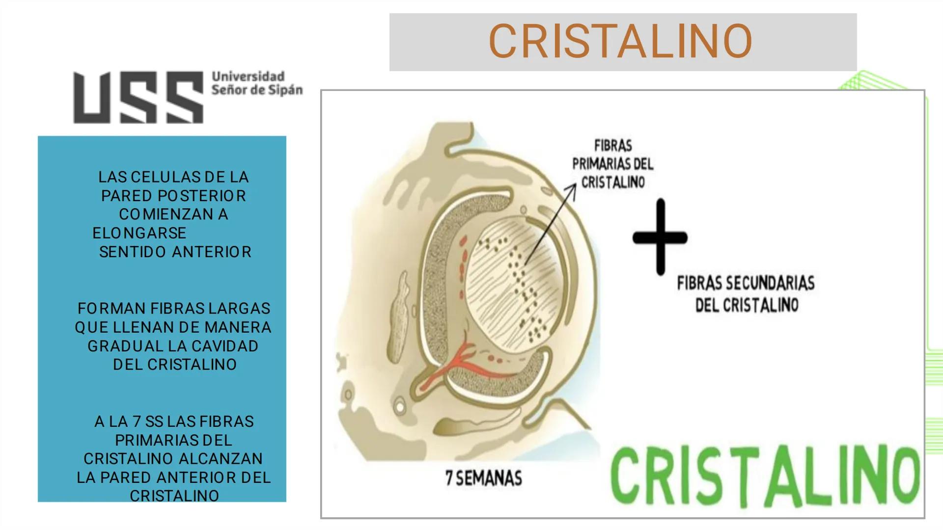 TRANSFORMA TU MUNDO EN
LA U MÁS TOP DE LA REGIÓN. @ussipan
USS
Universidad
Señor de Sipán クク
Universidad
Señor de Sipán
TEMA N° 08
EMBRIO