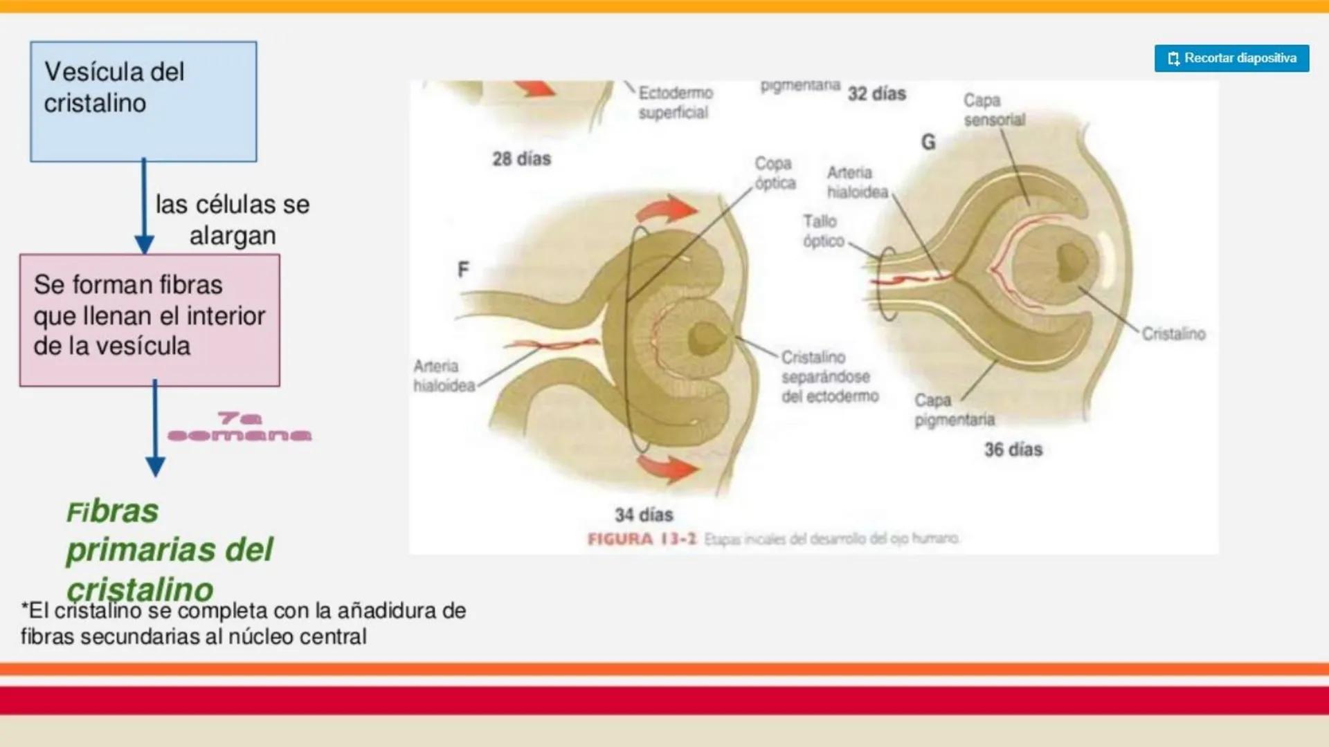 TRANSFORMA TU MUNDO EN
LA U MÁS TOP DE LA REGIÓN. @ussipan
USS
Universidad
Señor de Sipán クク
Universidad
Señor de Sipán
TEMA N° 08
EMBRIO