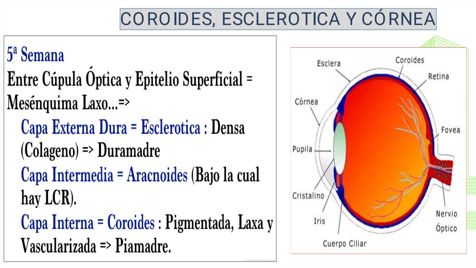 TRANSFORMA TU MUNDO EN
LA U MÁS TOP DE LA REGIÓN. @ussipan
USS
Universidad
Señor de Sipán クク
Universidad
Señor de Sipán
TEMA N° 08
EMBRIO