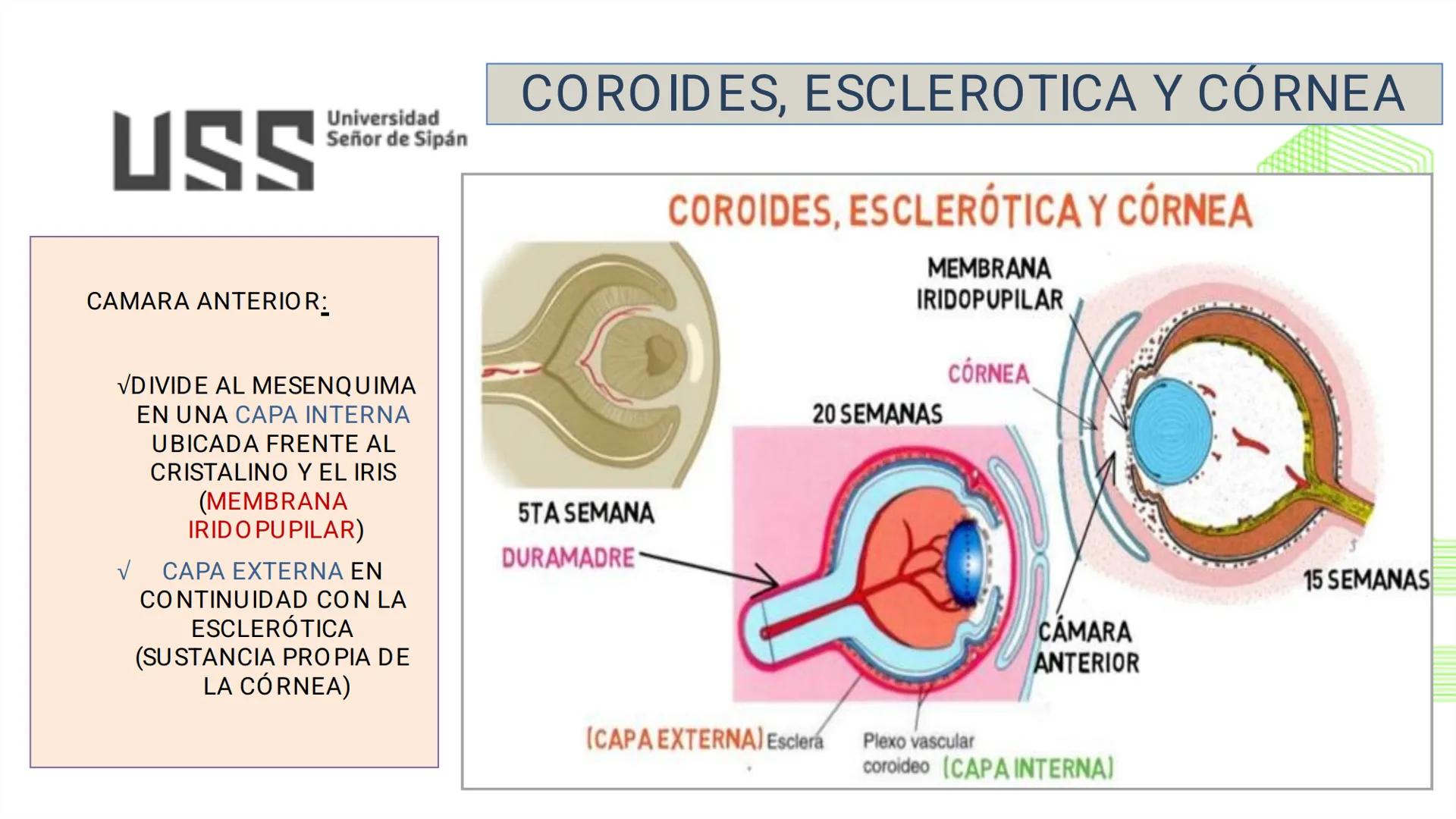 TRANSFORMA TU MUNDO EN
LA U MÁS TOP DE LA REGIÓN. @ussipan
USS
Universidad
Señor de Sipán クク
Universidad
Señor de Sipán
TEMA N° 08
EMBRIO