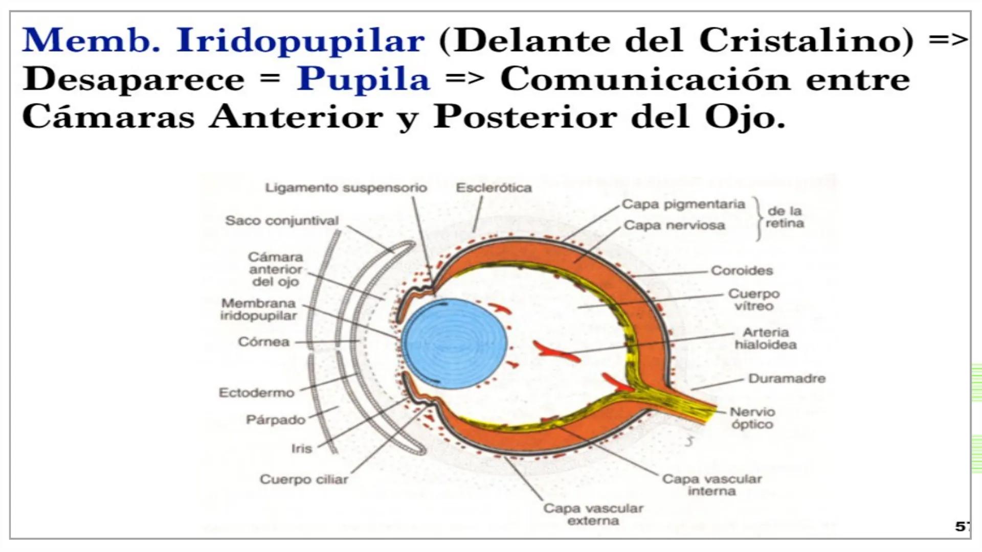 TRANSFORMA TU MUNDO EN
LA U MÁS TOP DE LA REGIÓN. @ussipan
USS
Universidad
Señor de Sipán クク
Universidad
Señor de Sipán
TEMA N° 08
EMBRIO