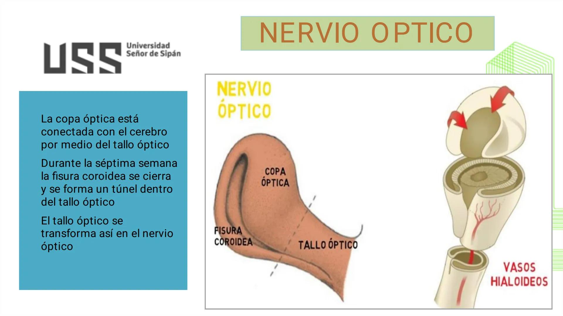 TRANSFORMA TU MUNDO EN
LA U MÁS TOP DE LA REGIÓN. @ussipan
USS
Universidad
Señor de Sipán クク
Universidad
Señor de Sipán
TEMA N° 08
EMBRIO