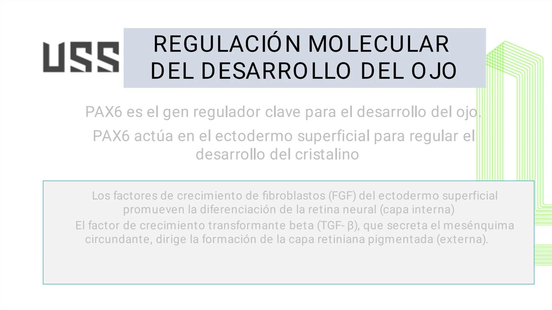 TRANSFORMA TU MUNDO EN
LA U MÁS TOP DE LA REGIÓN. @ussipan
USS
Universidad
Señor de Sipán クク
Universidad
Señor de Sipán
TEMA N° 08
EMBRIO