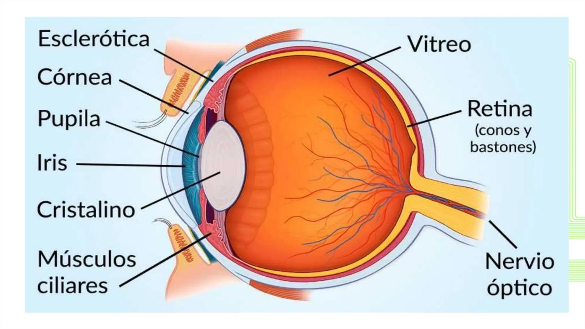 TRANSFORMA TU MUNDO EN
LA U MÁS TOP DE LA REGIÓN. @ussipan
USS
Universidad
Señor de Sipán クク
Universidad
Señor de Sipán
TEMA N° 08
EMBRIO