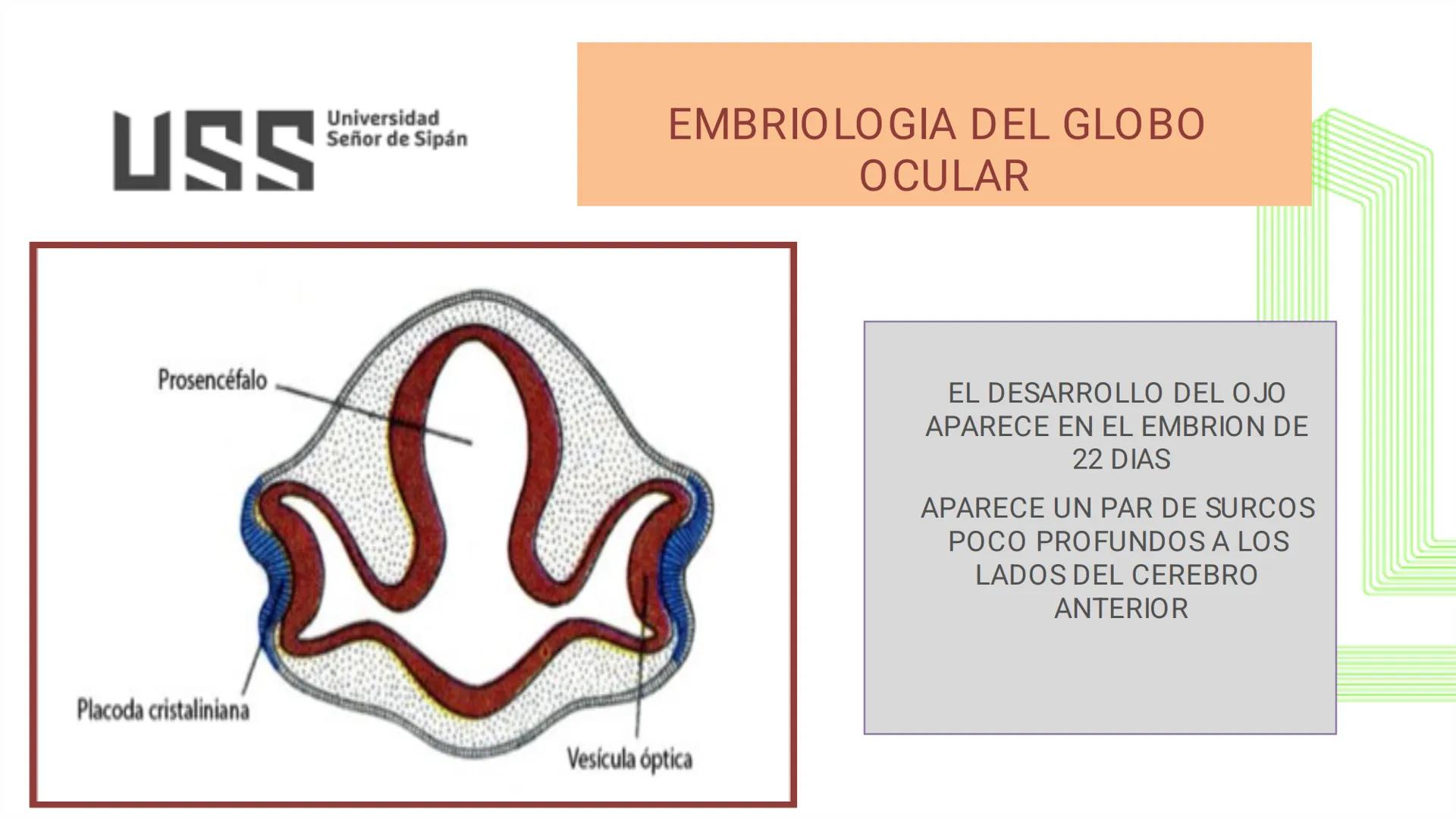 TRANSFORMA TU MUNDO EN
LA U MÁS TOP DE LA REGIÓN. @ussipan
USS
Universidad
Señor de Sipán クク
Universidad
Señor de Sipán
TEMA N° 08
EMBRIO