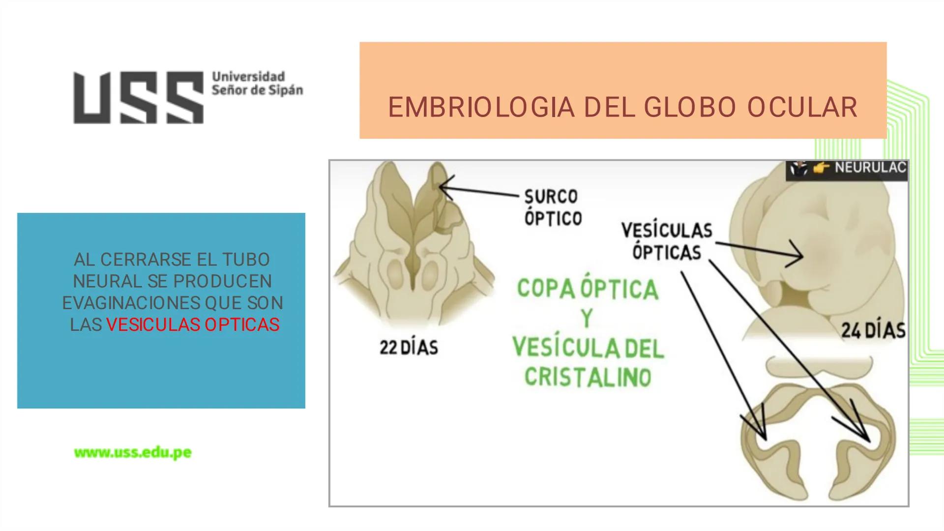 TRANSFORMA TU MUNDO EN
LA U MÁS TOP DE LA REGIÓN. @ussipan
USS
Universidad
Señor de Sipán クク
Universidad
Señor de Sipán
TEMA N° 08
EMBRIO
