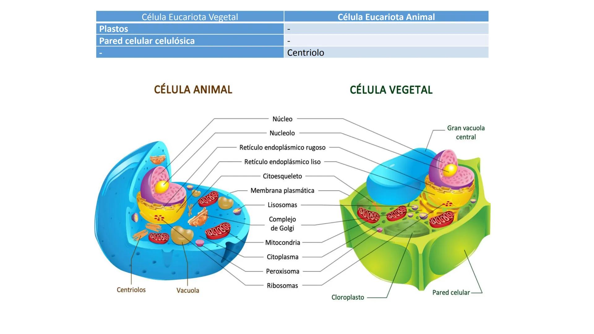 # CITOLOGÍA # Teoría celular
Hace aproximadamente 300 años, los científicos europeos comenzaron a
desarrollar los microscopios, que fueron