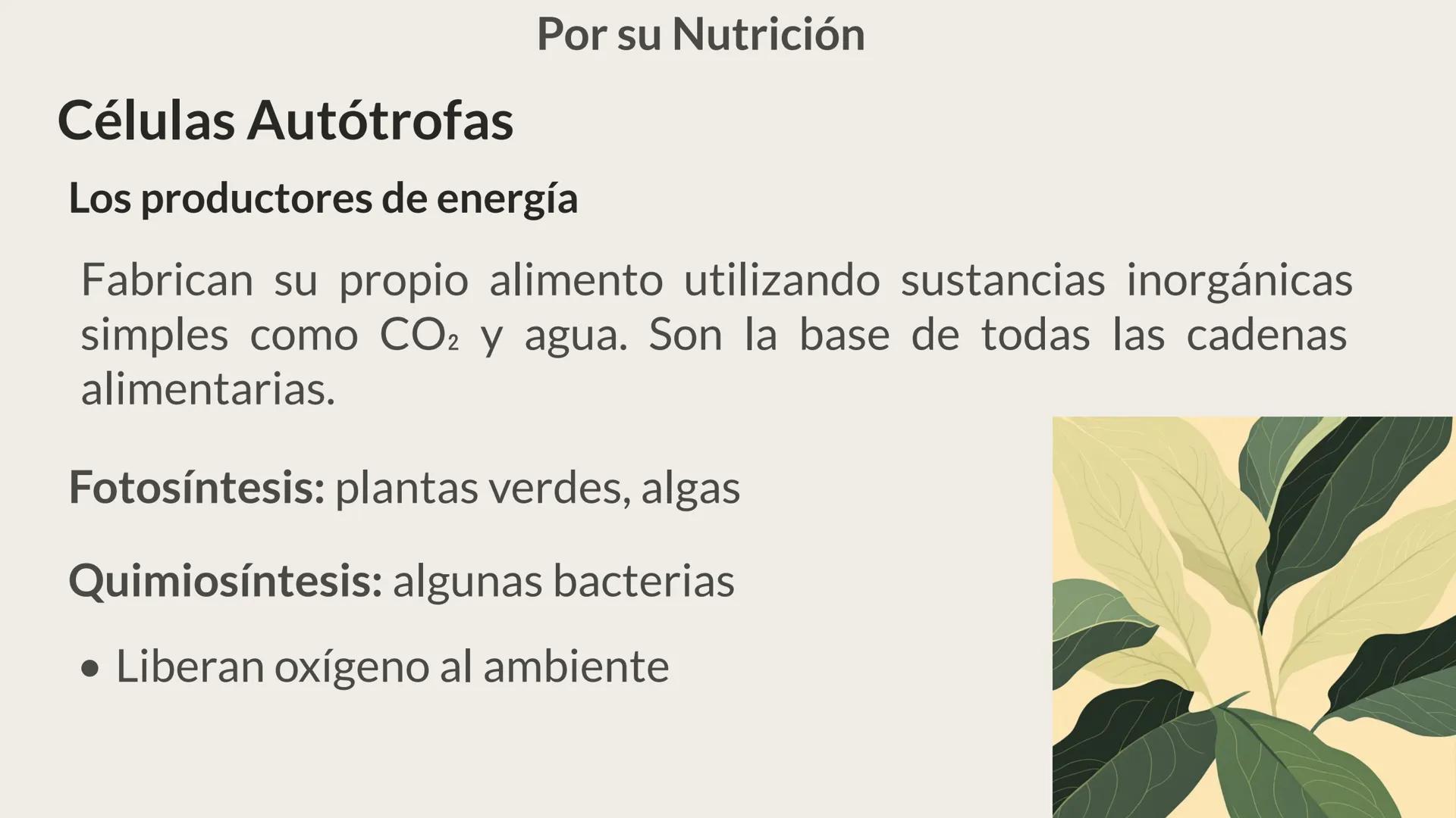 # CITOLOGÍA # Teoría celular
Hace aproximadamente 300 años, los científicos europeos comenzaron a
desarrollar los microscopios, que fueron