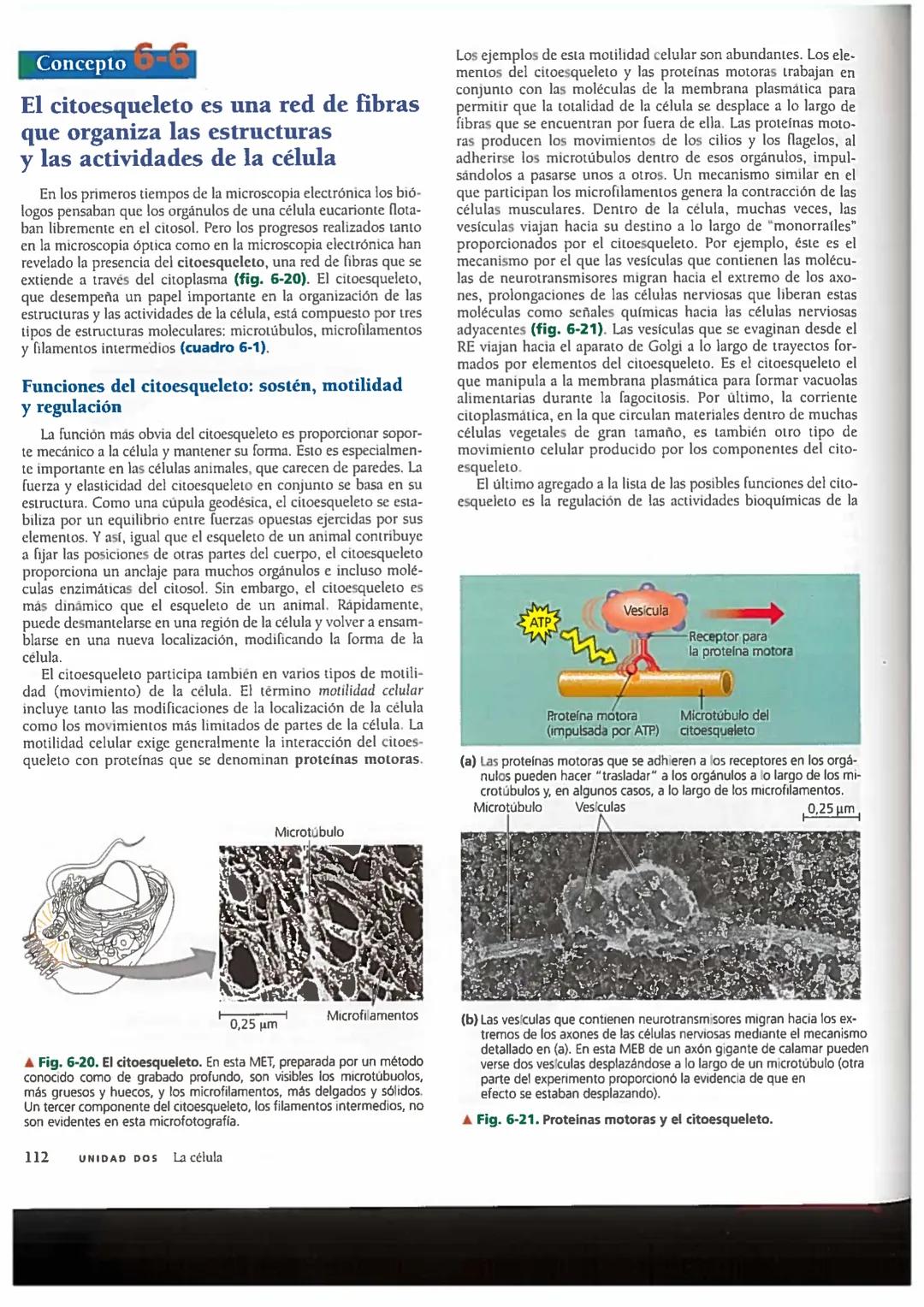# Concepto 6-6
El citoesqueleto es una red de fibras
que organiza las estructuras
y las actividades de la célula
En los primeros tiempos de