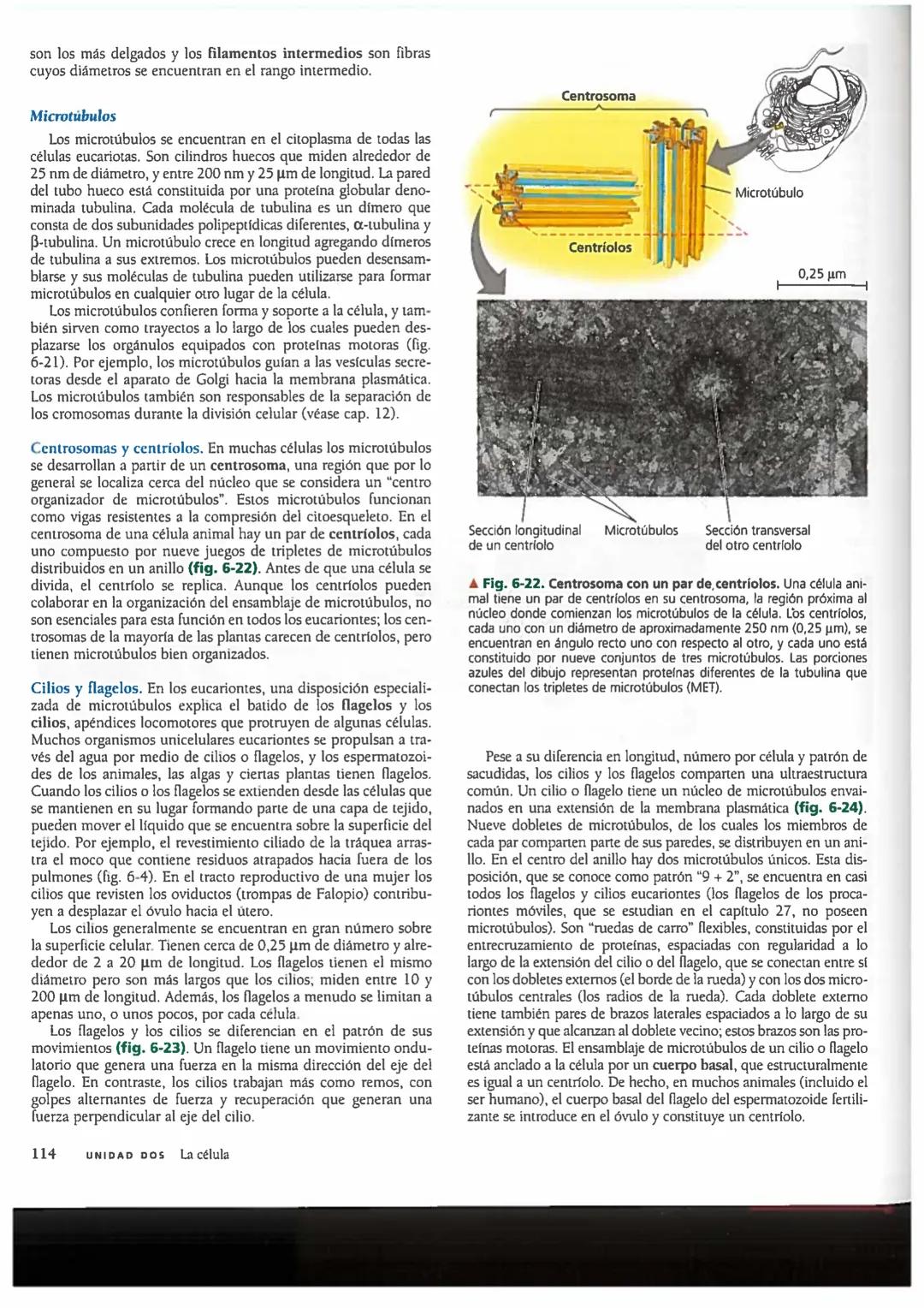 # Concepto 6-6
El citoesqueleto es una red de fibras
que organiza las estructuras
y las actividades de la célula
En los primeros tiempos de