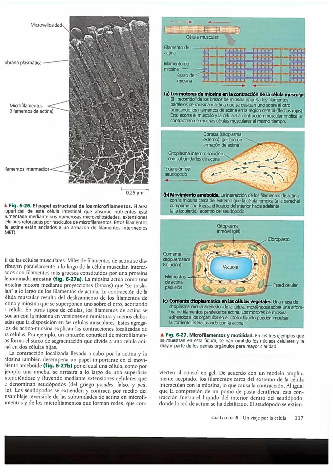 # Concepto 6-6
El citoesqueleto es una red de fibras
que organiza las estructuras
y las actividades de la célula
En los primeros tiempos de