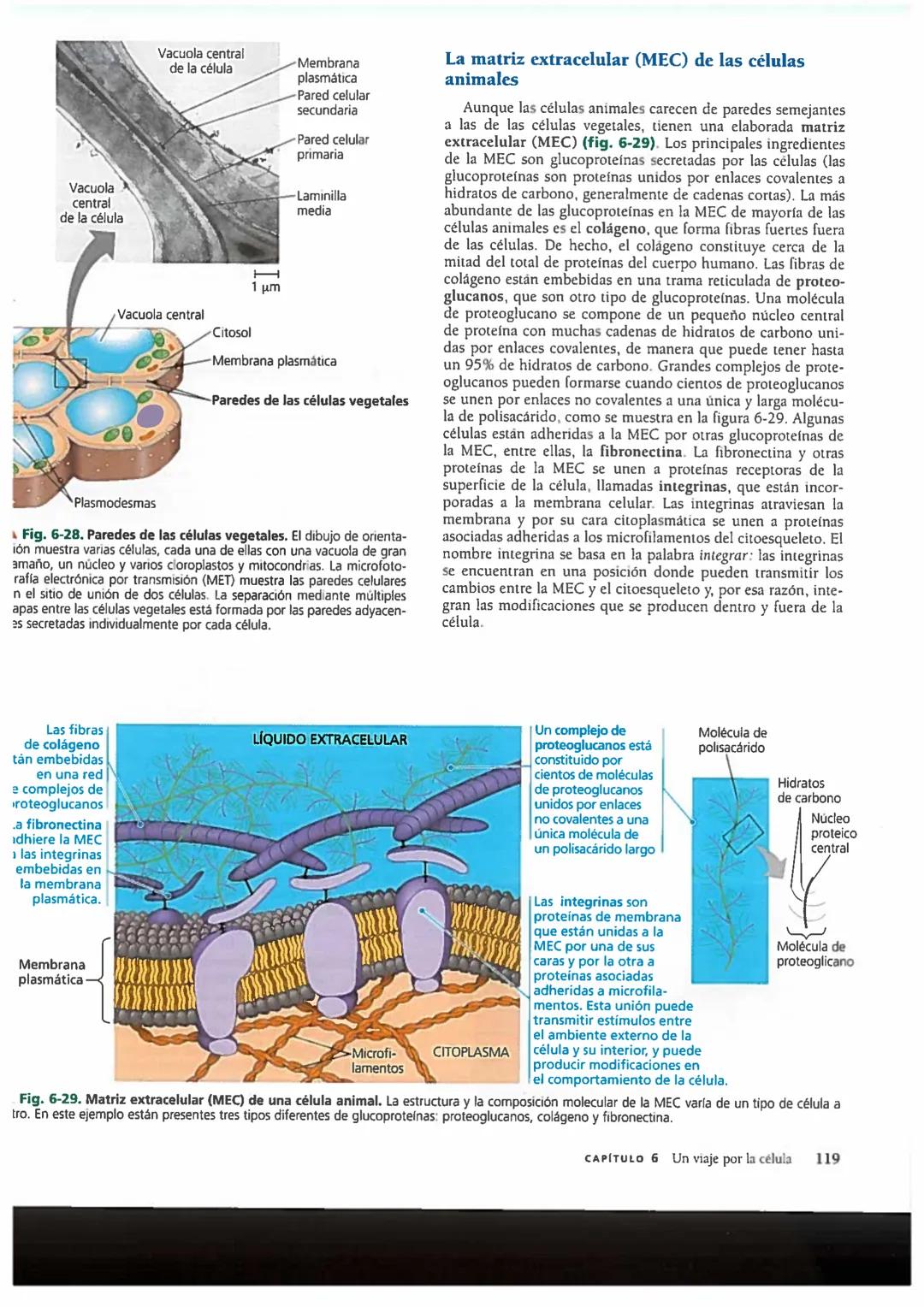 # Concepto 6-6
El citoesqueleto es una red de fibras
que organiza las estructuras
y las actividades de la célula
En los primeros tiempos de