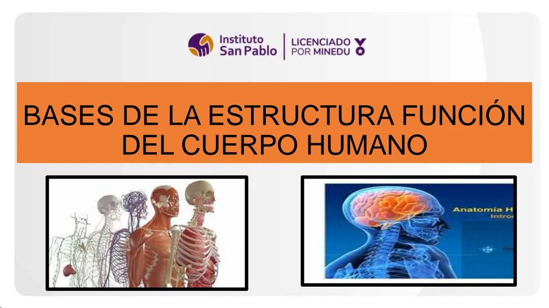 Funciones del cuerpo humano