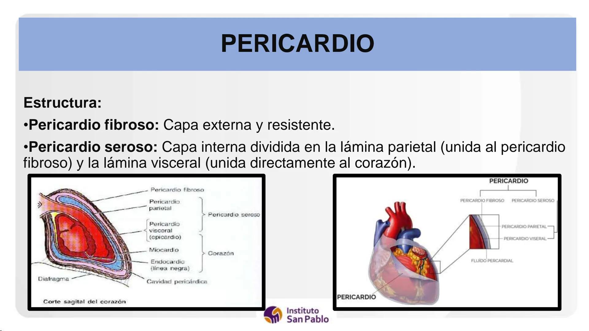 Instituto
San Pablo
LICENCIADO
POR MINEDU
BASES DE LA ESTRUCTURA FUNCIÓN
DEL CUERPO HUMANO
Anatomia H
Introi # SISTEMA CIRCULATORIO Y GRAN