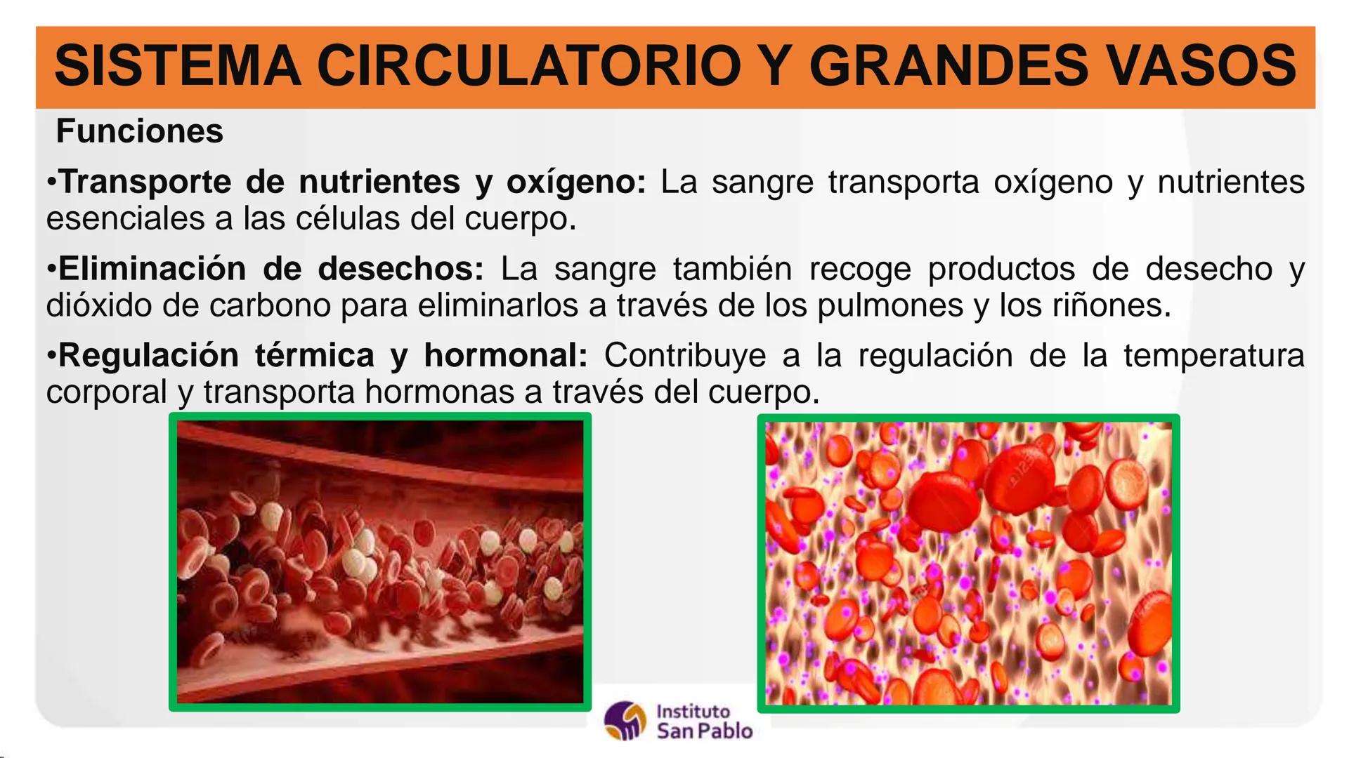 Instituto
San Pablo
LICENCIADO
POR MINEDU
BASES DE LA ESTRUCTURA FUNCIÓN
DEL CUERPO HUMANO
Anatomia H
Introi # SISTEMA CIRCULATORIO Y GRAN