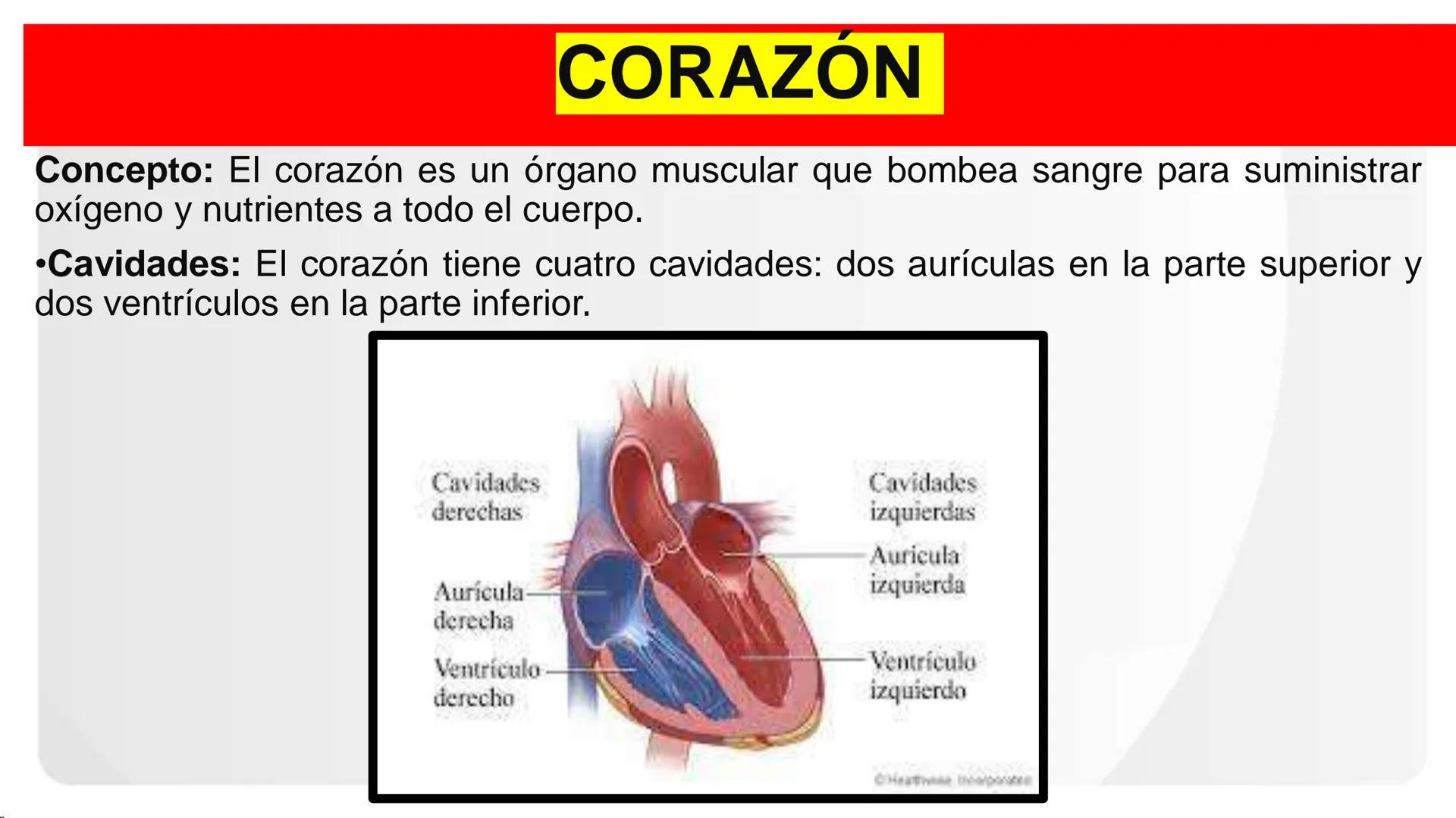 Instituto
San Pablo
LICENCIADO
POR MINEDU
BASES DE LA ESTRUCTURA FUNCIÓN
DEL CUERPO HUMANO
Anatomia H
Introi # SISTEMA CIRCULATORIO Y GRAN