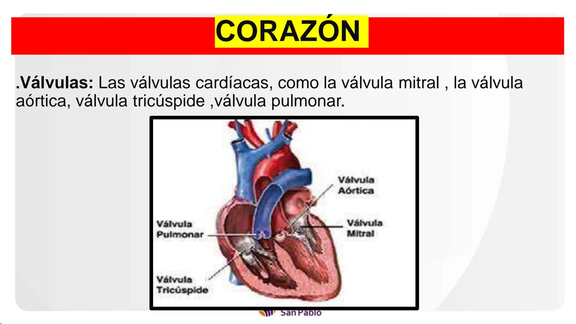 Instituto
San Pablo
LICENCIADO
POR MINEDU
BASES DE LA ESTRUCTURA FUNCIÓN
DEL CUERPO HUMANO
Anatomia H
Introi # SISTEMA CIRCULATORIO Y GRAN