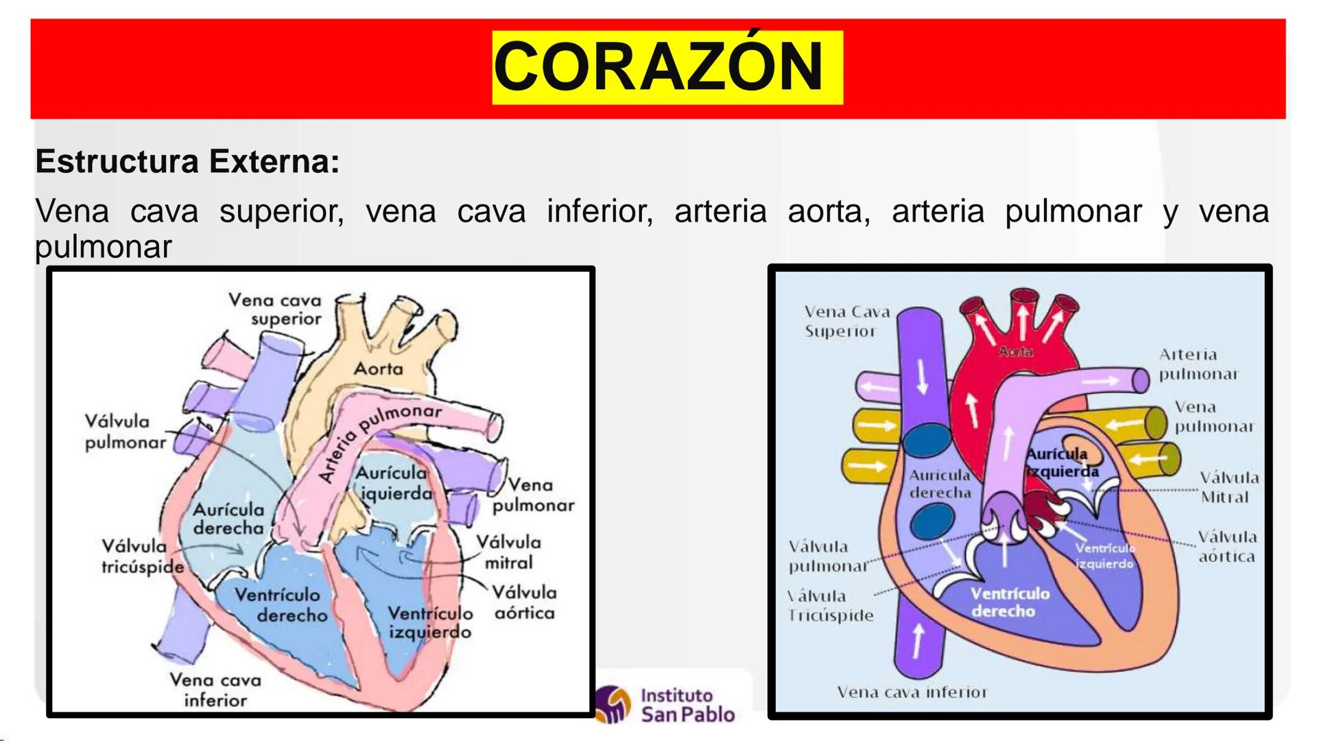 Instituto
San Pablo
LICENCIADO
POR MINEDU
BASES DE LA ESTRUCTURA FUNCIÓN
DEL CUERPO HUMANO
Anatomia H
Introi # SISTEMA CIRCULATORIO Y GRAN