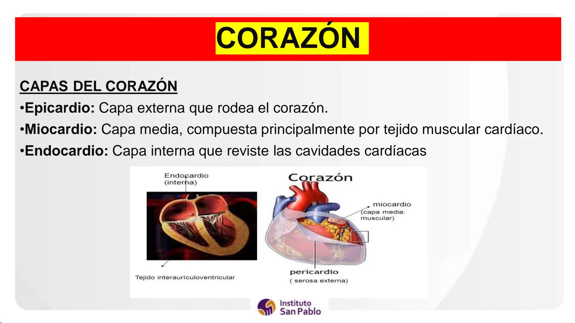 Instituto
San Pablo
LICENCIADO
POR MINEDU
BASES DE LA ESTRUCTURA FUNCIÓN
DEL CUERPO HUMANO
Anatomia H
Introi # SISTEMA CIRCULATORIO Y GRAN