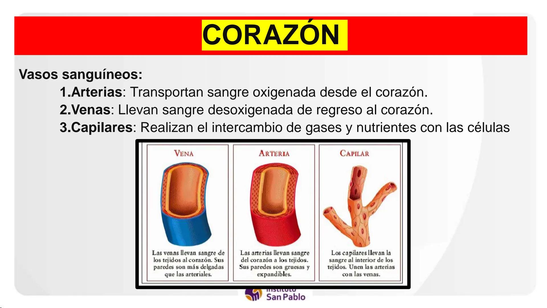 Instituto
San Pablo
LICENCIADO
POR MINEDU
BASES DE LA ESTRUCTURA FUNCIÓN
DEL CUERPO HUMANO
Anatomia H
Introi # SISTEMA CIRCULATORIO Y GRAN