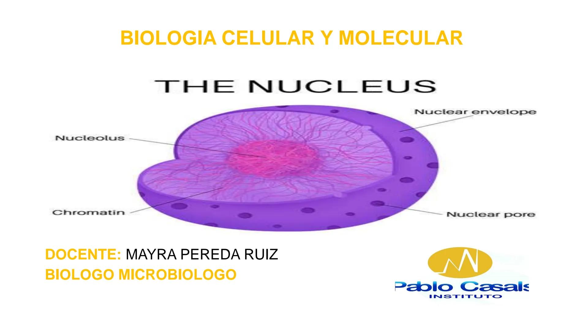 Nucleolus
Chromatin
BIOLOGIA CELULAR Y MOLECULAR
THE NUCLEUS
Nuclear envelope
Nuclear pore
DOCENTE: MAYRA PEREDA RUIZ
BIOLOGO MICROBIO