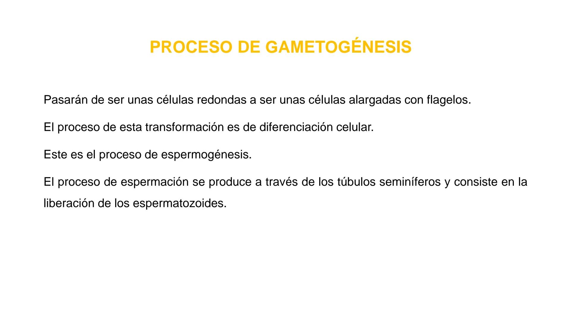 Nucleolus
Chromatin
BIOLOGIA CELULAR Y MOLECULAR
THE NUCLEUS
Nuclear envelope
Nuclear pore
DOCENTE: MAYRA PEREDA RUIZ
BIOLOGO MICROBIO