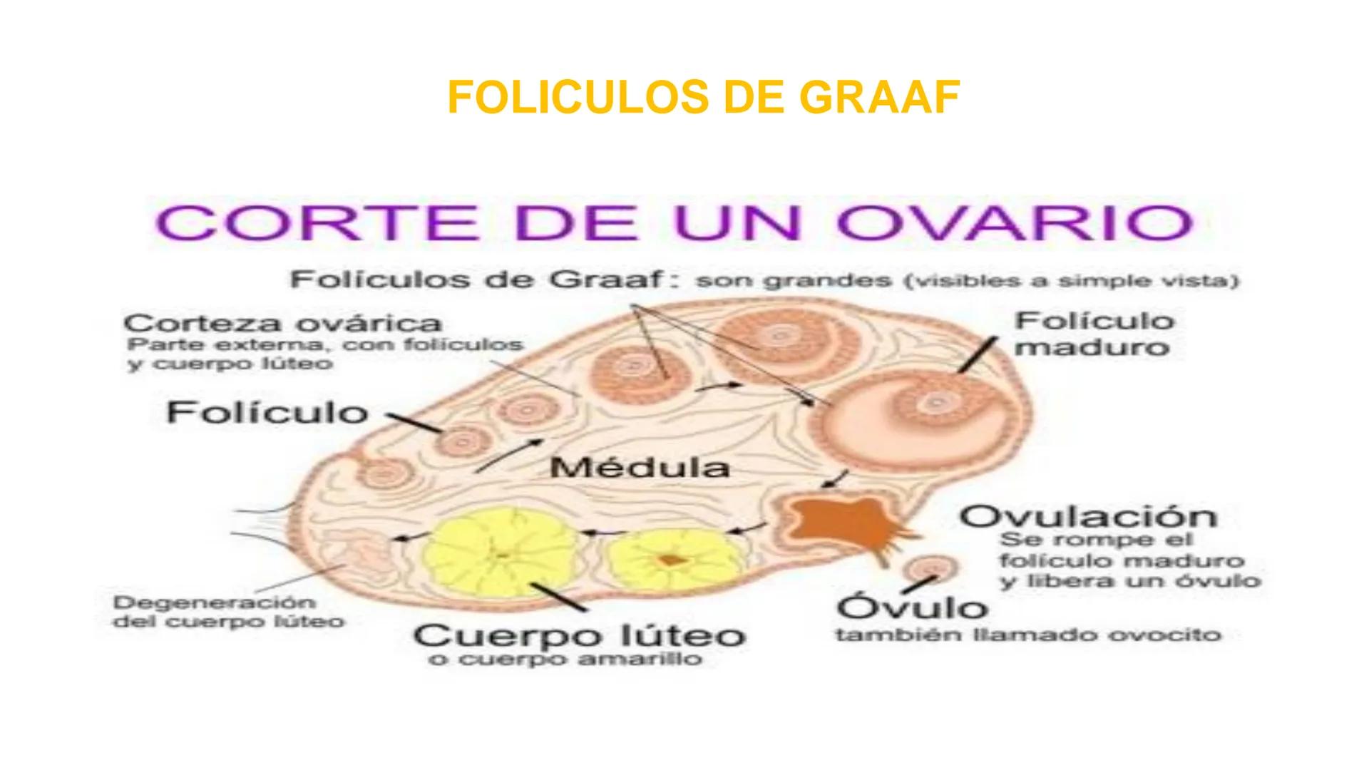 Nucleolus
Chromatin
BIOLOGIA CELULAR Y MOLECULAR
THE NUCLEUS
Nuclear envelope
Nuclear pore
DOCENTE: MAYRA PEREDA RUIZ
BIOLOGO MICROBIO