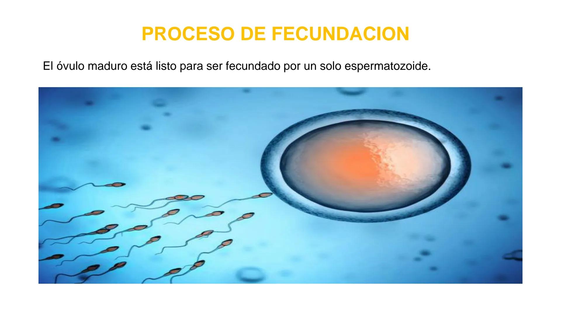 Nucleolus
Chromatin
BIOLOGIA CELULAR Y MOLECULAR
THE NUCLEUS
Nuclear envelope
Nuclear pore
DOCENTE: MAYRA PEREDA RUIZ
BIOLOGO MICROBIO