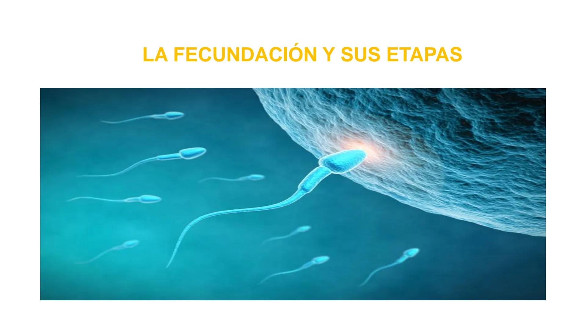 Nucleolus
Chromatin
BIOLOGIA CELULAR Y MOLECULAR
THE NUCLEUS
Nuclear envelope
Nuclear pore
DOCENTE: MAYRA PEREDA RUIZ
BIOLOGO MICROBIO