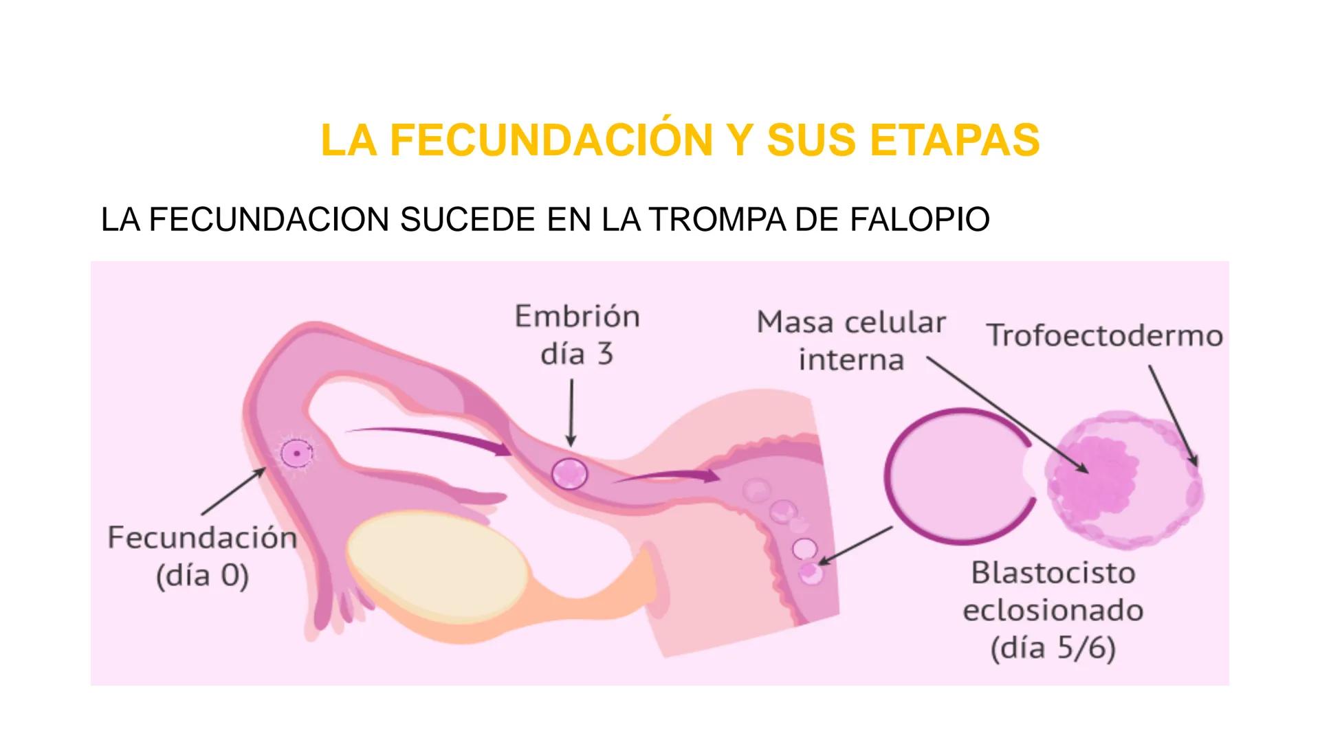 Nucleolus
Chromatin
BIOLOGIA CELULAR Y MOLECULAR
THE NUCLEUS
Nuclear envelope
Nuclear pore
DOCENTE: MAYRA PEREDA RUIZ
BIOLOGO MICROBIO
