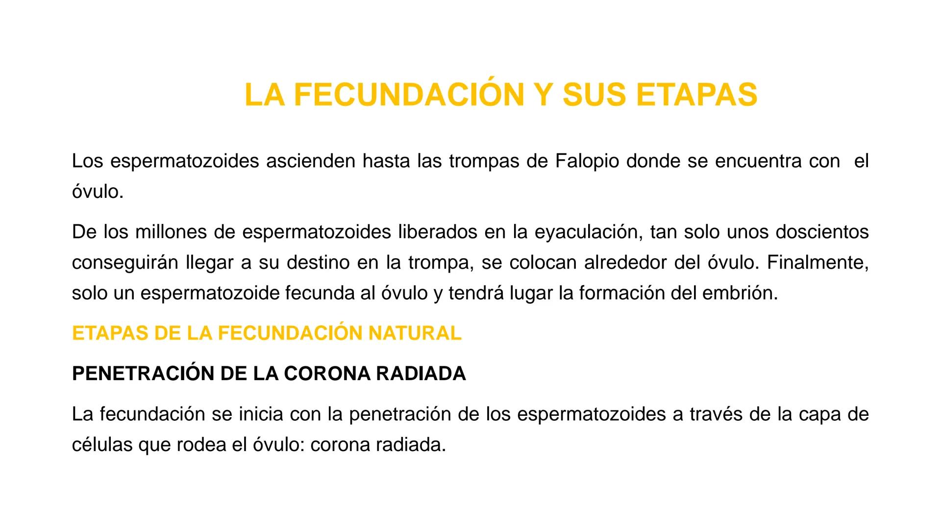 Nucleolus
Chromatin
BIOLOGIA CELULAR Y MOLECULAR
THE NUCLEUS
Nuclear envelope
Nuclear pore
DOCENTE: MAYRA PEREDA RUIZ
BIOLOGO MICROBIO