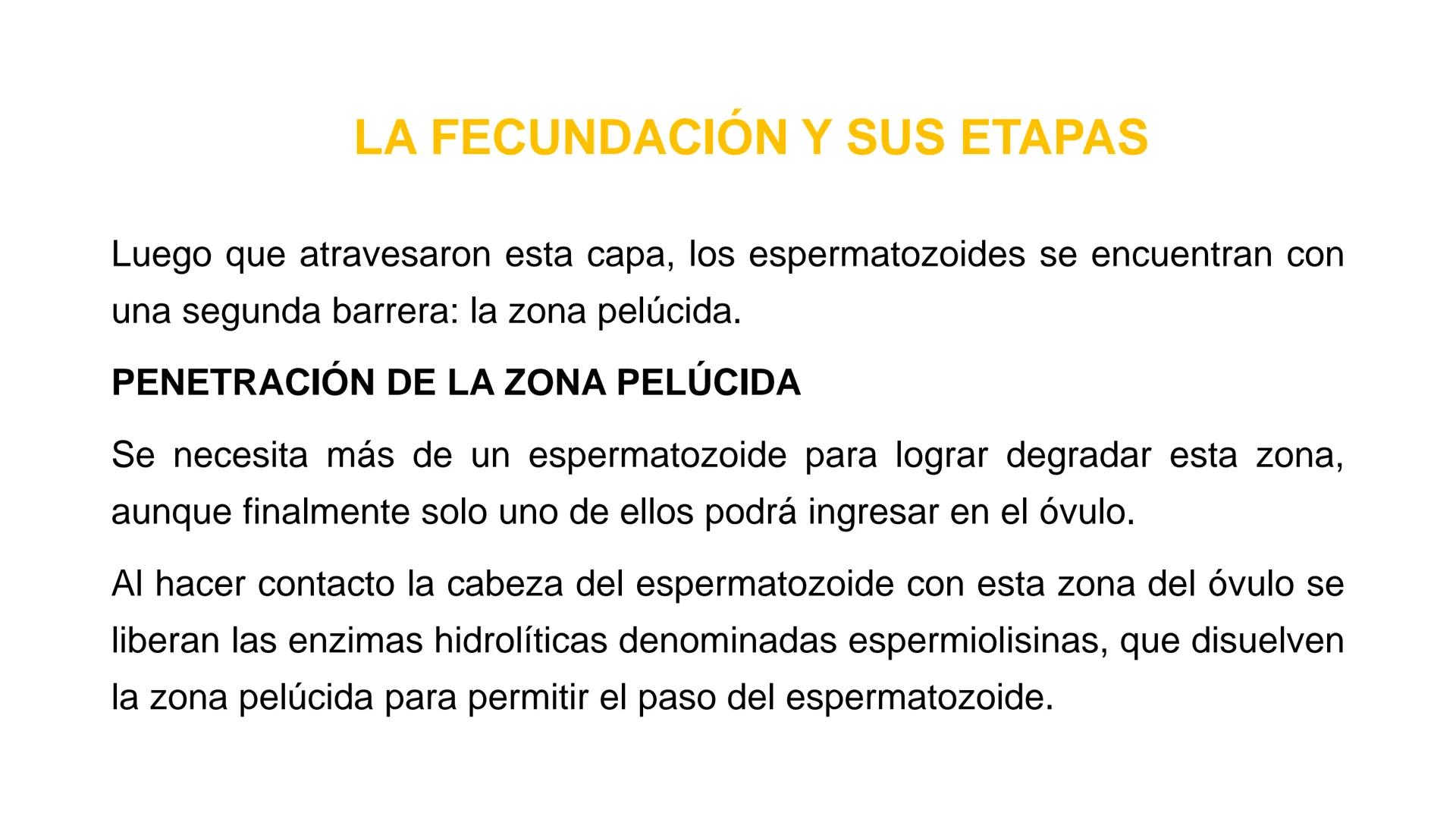 Nucleolus
Chromatin
BIOLOGIA CELULAR Y MOLECULAR
THE NUCLEUS
Nuclear envelope
Nuclear pore
DOCENTE: MAYRA PEREDA RUIZ
BIOLOGO MICROBIO