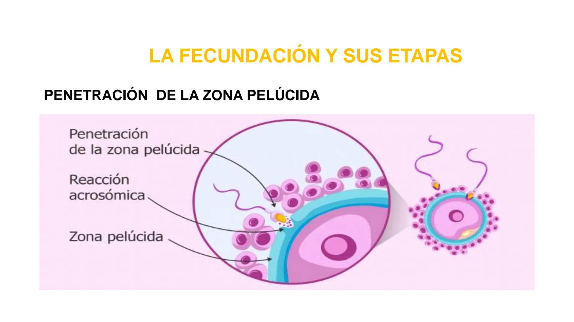 Nucleolus
Chromatin
BIOLOGIA CELULAR Y MOLECULAR
THE NUCLEUS
Nuclear envelope
Nuclear pore
DOCENTE: MAYRA PEREDA RUIZ
BIOLOGO MICROBIO