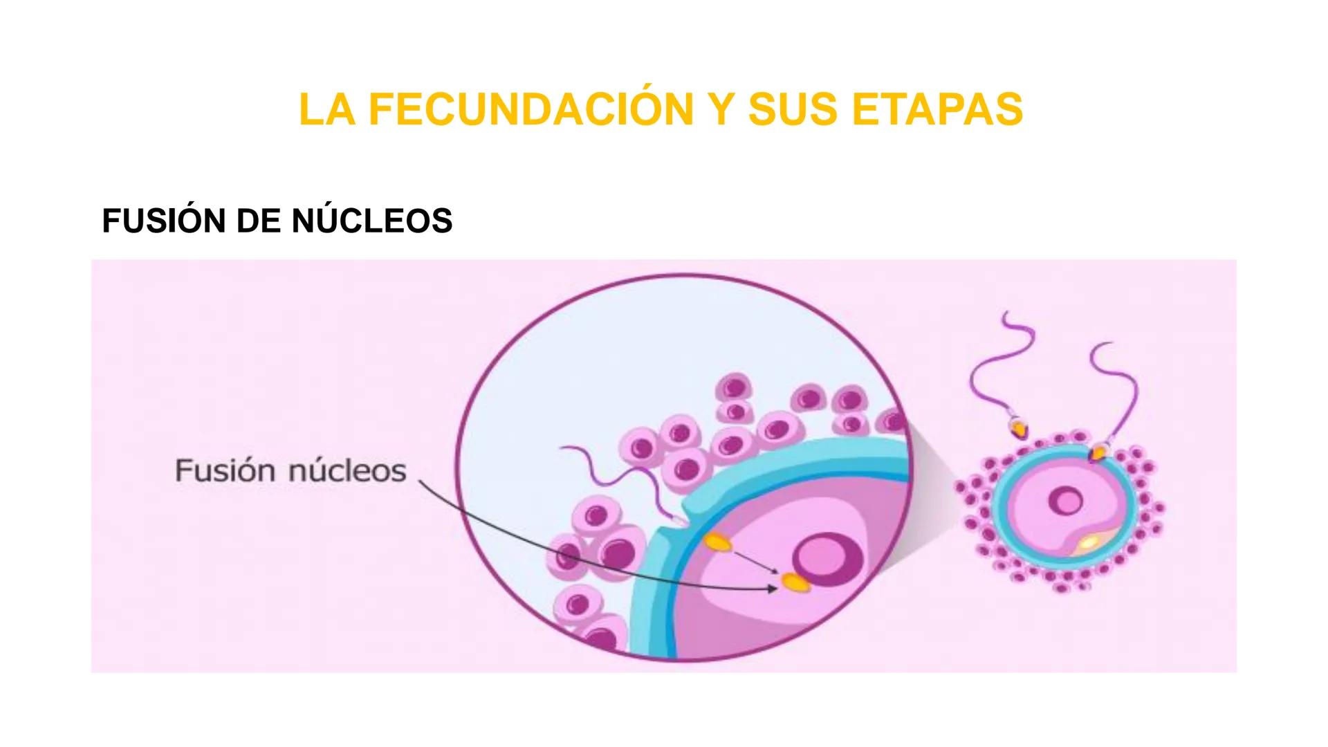 Nucleolus
Chromatin
BIOLOGIA CELULAR Y MOLECULAR
THE NUCLEUS
Nuclear envelope
Nuclear pore
DOCENTE: MAYRA PEREDA RUIZ
BIOLOGO MICROBIO