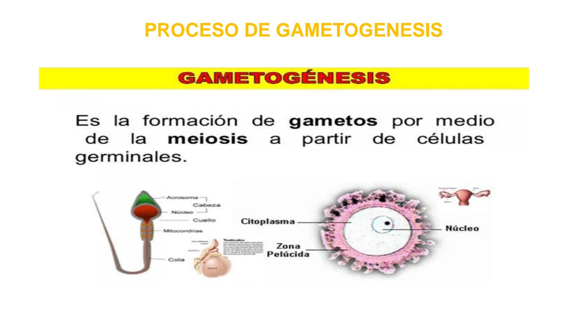 Nucleolus
Chromatin
BIOLOGIA CELULAR Y MOLECULAR
THE NUCLEUS
Nuclear envelope
Nuclear pore
DOCENTE: MAYRA PEREDA RUIZ
BIOLOGO MICROBIO