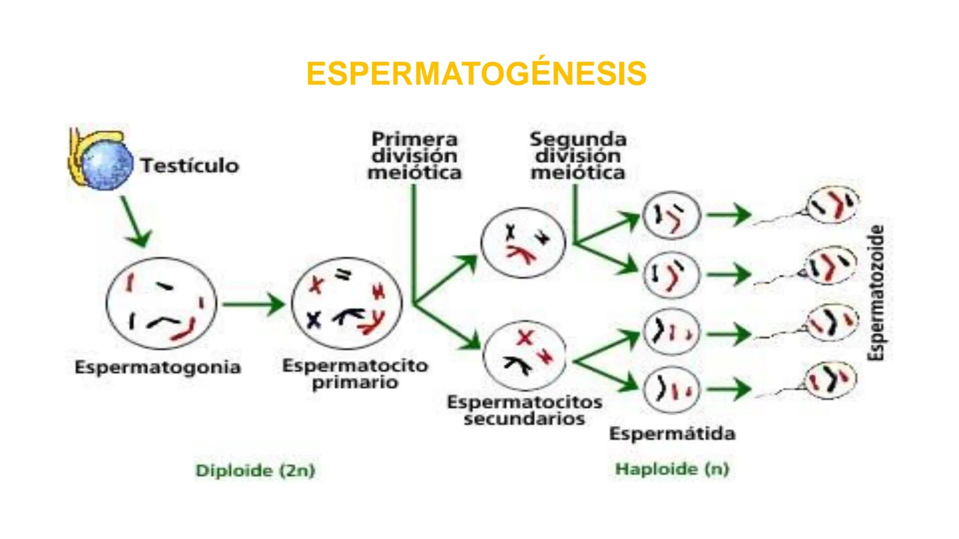 Nucleolus
Chromatin
BIOLOGIA CELULAR Y MOLECULAR
THE NUCLEUS
Nuclear envelope
Nuclear pore
DOCENTE: MAYRA PEREDA RUIZ
BIOLOGO MICROBIO